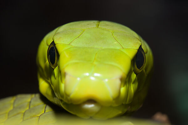 Eastern Green Mamba