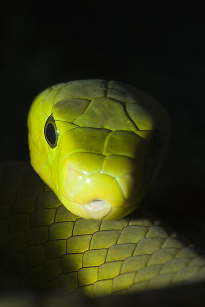 Eastern Green Mamba