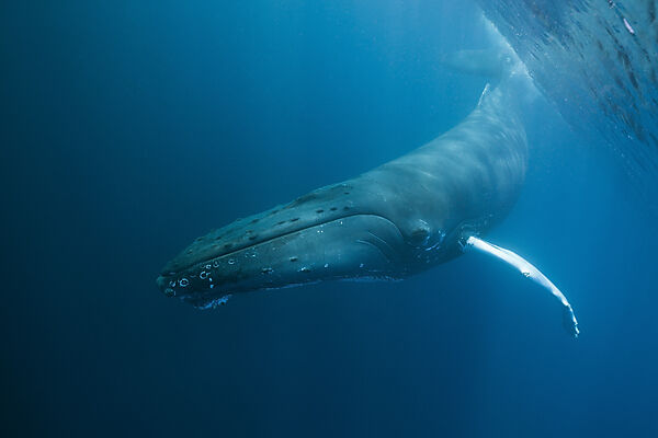 Humpback Whale