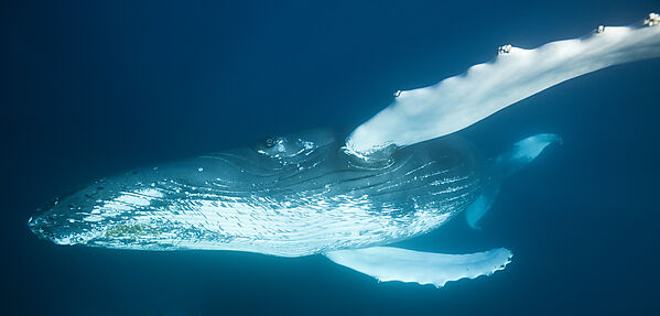 Humpback Whale