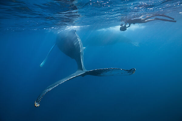 Humpback Whale