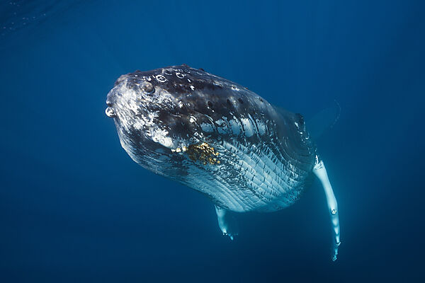 Humpback Whale