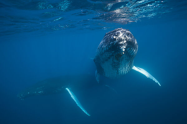 Humpback Whale