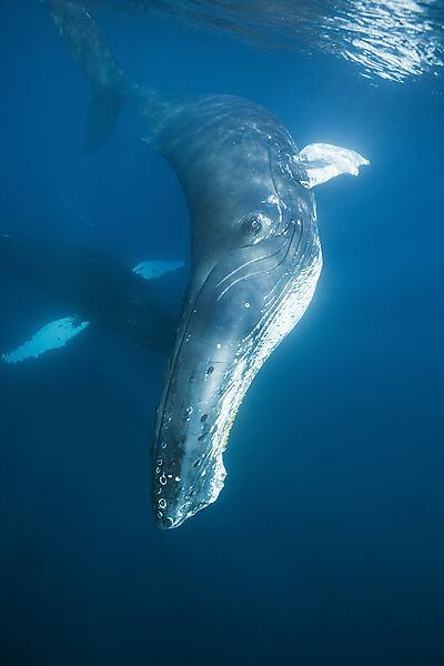 Humpback Whale
