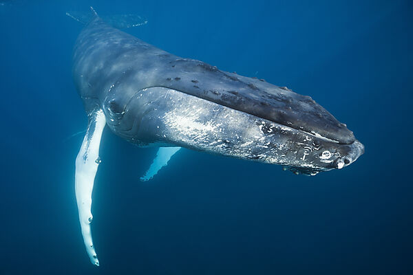 Humpback Whale