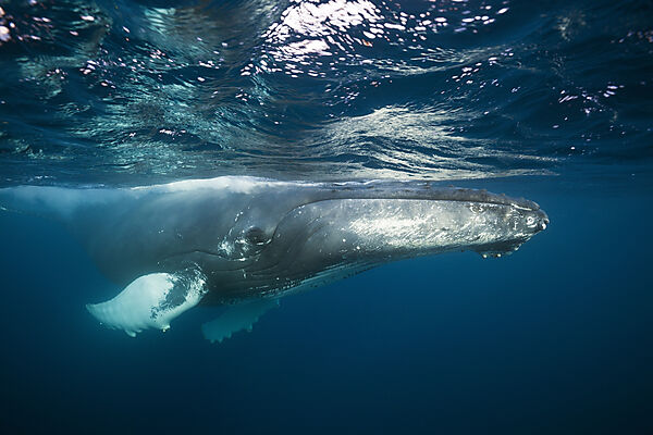 Humpback Whale