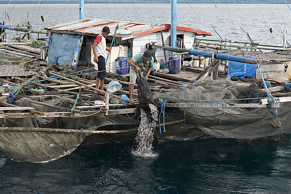 Fishermen feeding Whale Sharks from Fishing Platform called Bagan