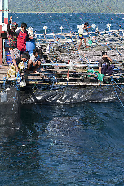 Fishermen feeding Whale Sharks from Fishing Platform called Bagan