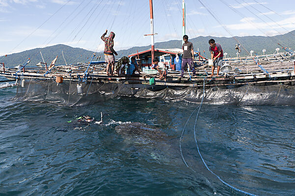 Fishermen feeding Whale Sharks from Fishing Platform called Bagan