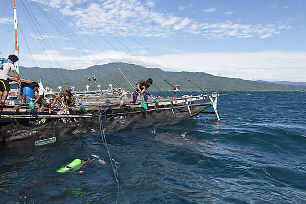 Fishermen feeding Whale Sharks from Fishing Platform called Bagan