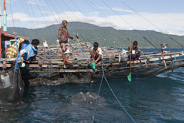 Fishermen feeding Whale Sharks from Fishing Platform called Bagan