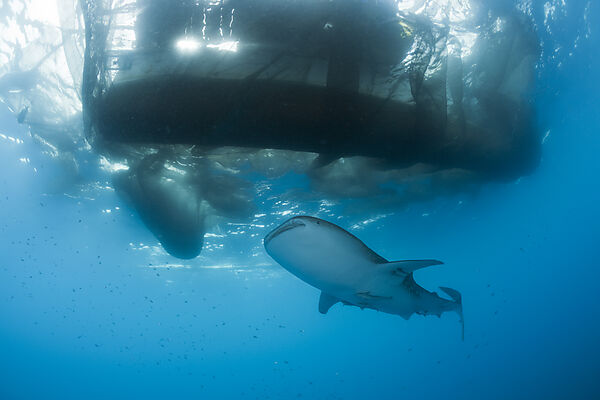 Whale Shark underneath Fishing Platform called Bagan