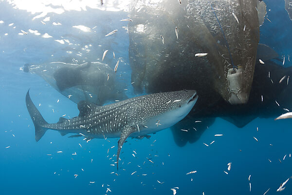 Whale Shark underneath Fishing Platform called Bagan