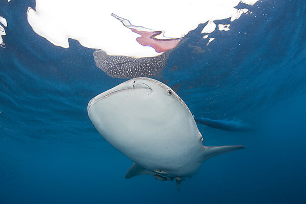 Whale Shark