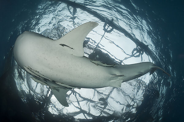 Whale Shark underneath Fishing Platform called Bagan