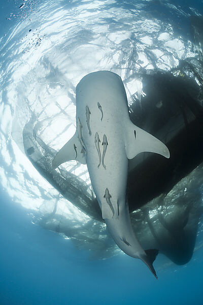 Whale Shark underneath Fishing Platform called Bagan