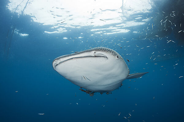 Whale Shark