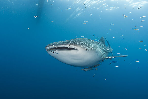 Whale Shark