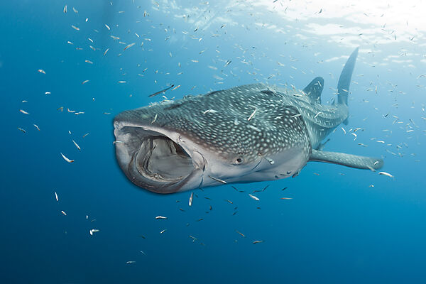 Whale Shark