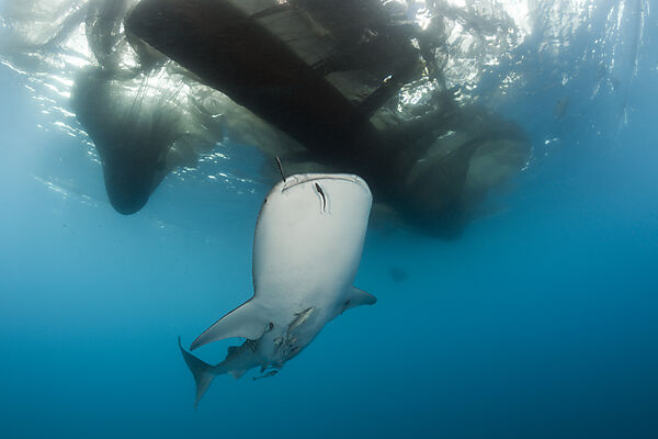 Whale Shark underneath Fishing Platform called Bagan