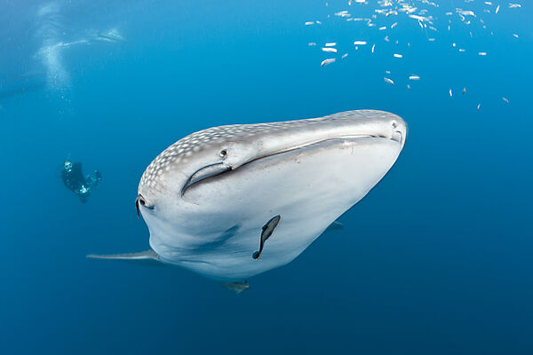 Whale Shark and Scuba Diver