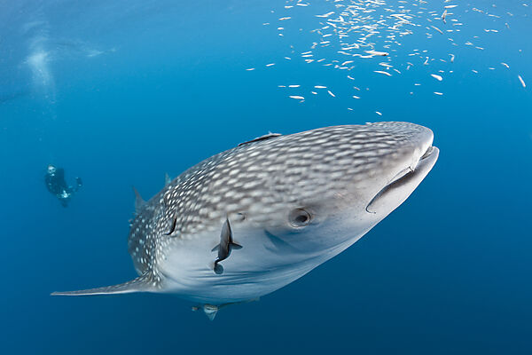 Whale Shark and Scuba Diver