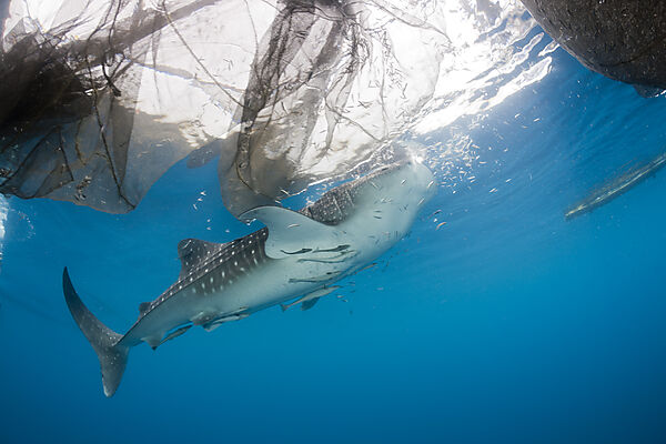 Whale Shark underneath Fishing Platform called Bagan