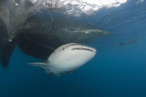 Whale Shark underneath Fishing Platform called Bagan