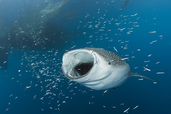 Whale Shark underneath Fishing Platform called Bagan