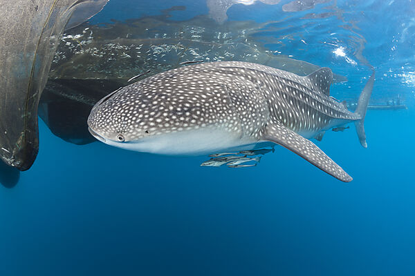 Whale Shark underneath Fishing Platform called Bagan