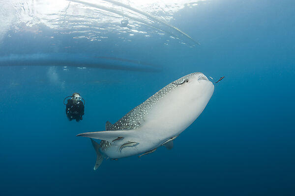 Whale Shark and Scuba Diver