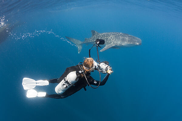 Scuba Diver photographing Whale Shark
