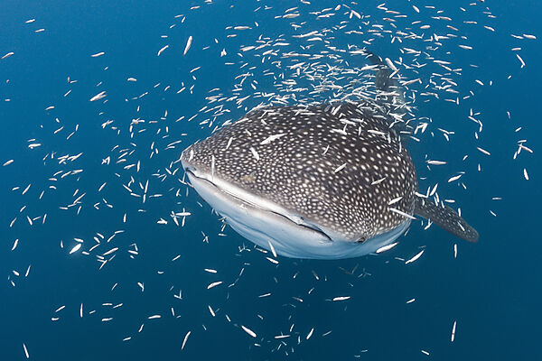 Whale Shark