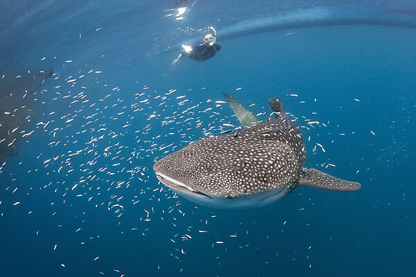 Whale Shark and Freediver