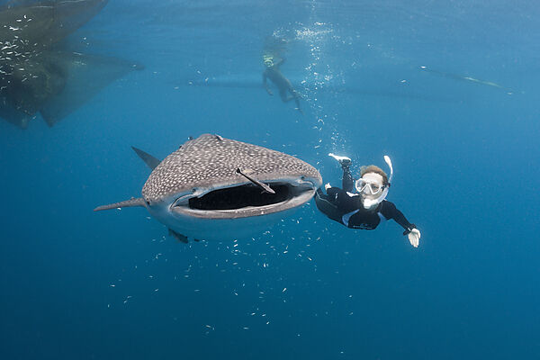 Whale Shark and Freediver