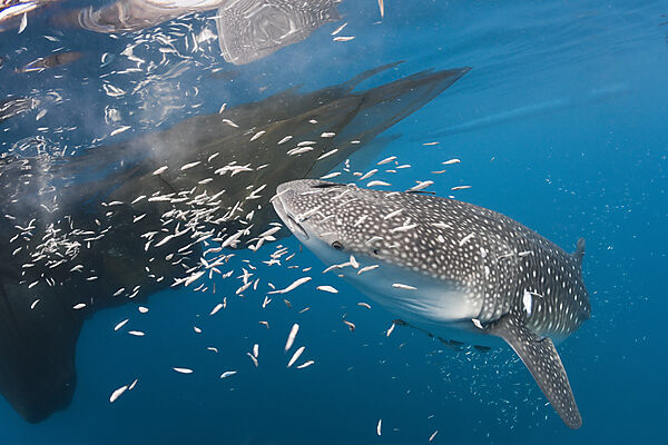 Whale Shark underneath Fishing Platform called Bagan