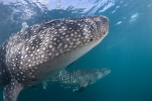 Two Whale Shark