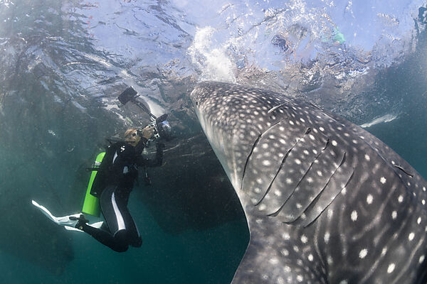 Scuba Diver photographing feeding Whale Shark