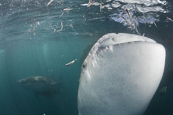 Two Whale Shark