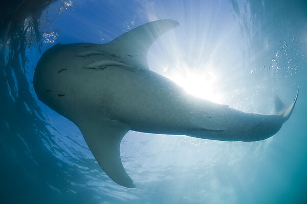 Whale Shark