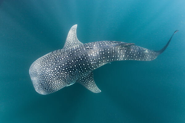 Whale Shark