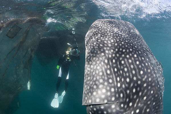 Scuba Diver photographing feeding Whale Shark
