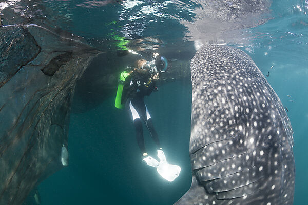 Scuba Diver photographing feeding Whale Shark