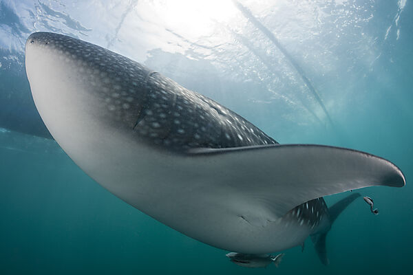Whale Shark