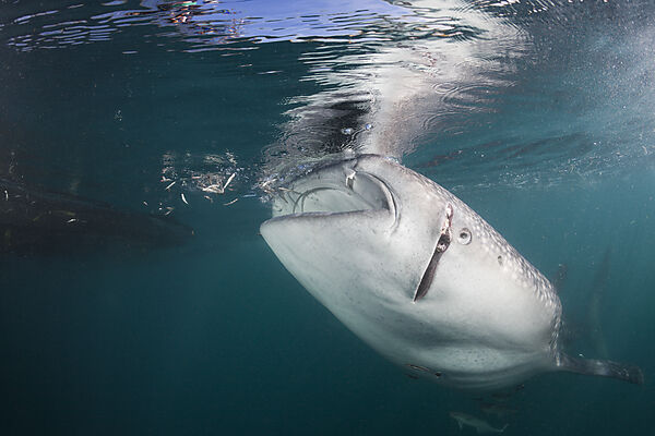Injured Whale Shark