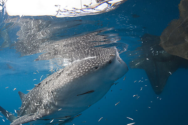 Whale Shark underneath Fishing Platform called Bagan