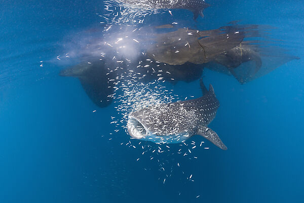 Whale Shark underneath Fishing Platform called Bagan