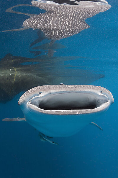 Whale Shark
