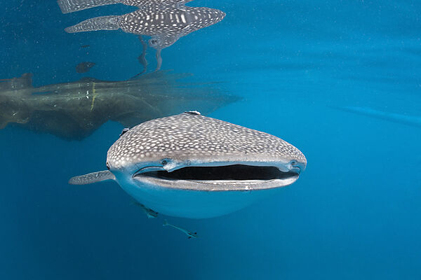 Whale Shark