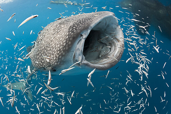 Feeding Whale Shark